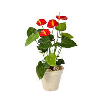 KUNSTPFLANZE Künstliche Flamingoblume - Steckpflanze - Nara 56 cm - Rot, Kunststoff (56cm) - aplanta