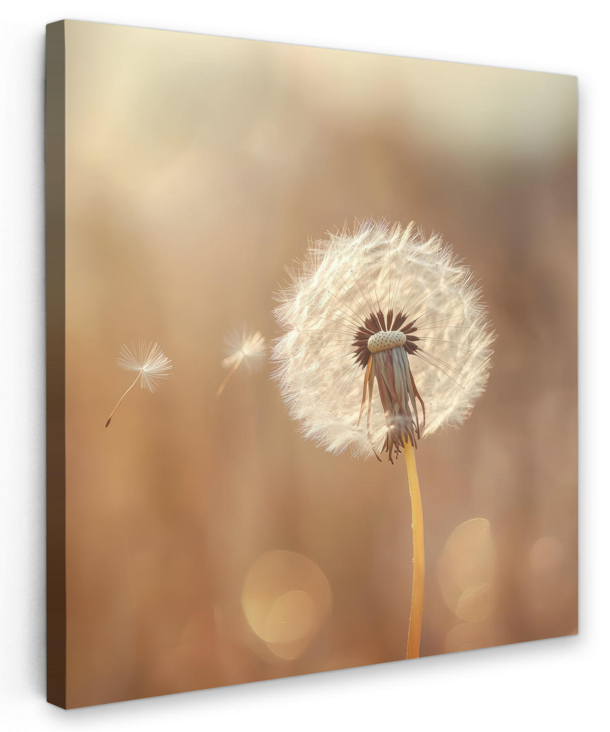 LEINWANDBILD Löwenzahn - Beige - Natur - Blume 20x20 cm - Hellbraun, Textil (20/20cm) - MuchoWow