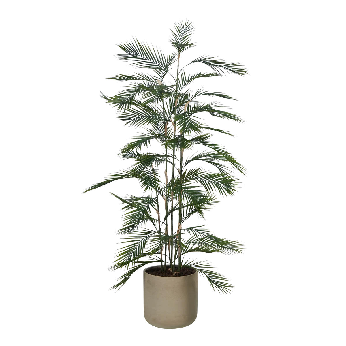 PALMEN Künstliche Bergpalme - Nolte 180 cm - Grün, Kunststoff (180cm) - aplanta