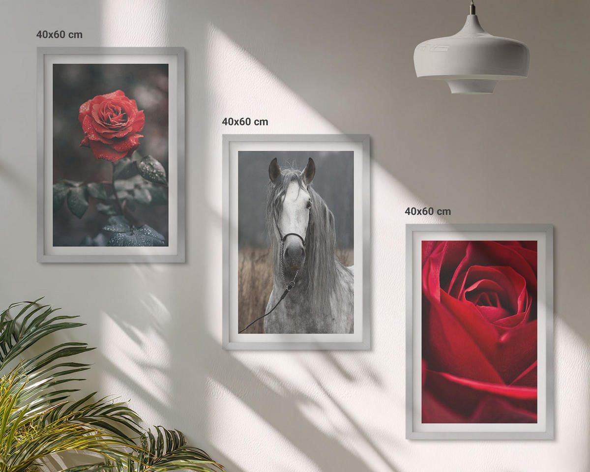 BILDER SET 3er Set - 40x60 cm Silberner Rahmen - Rote Rosen, Pferdegrau, Welt - Silberfarben, Kunststoff (40/60cm) - TULUP