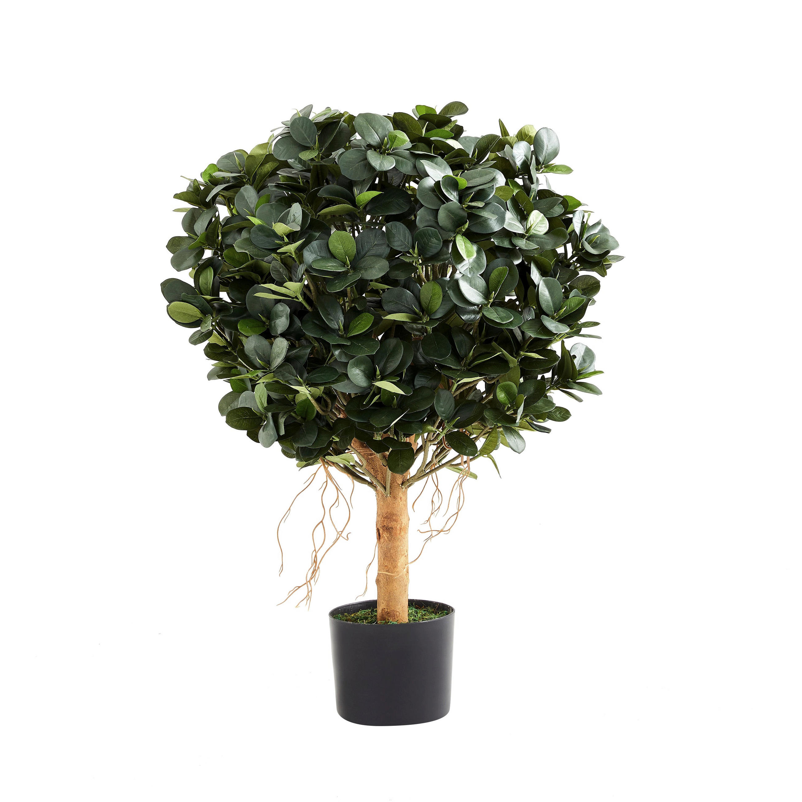 KUNSTBAUM Künstlicher Ficus Panda – Tiberia 70 cm - Grün, Kunststoff (70cm) - aplanta