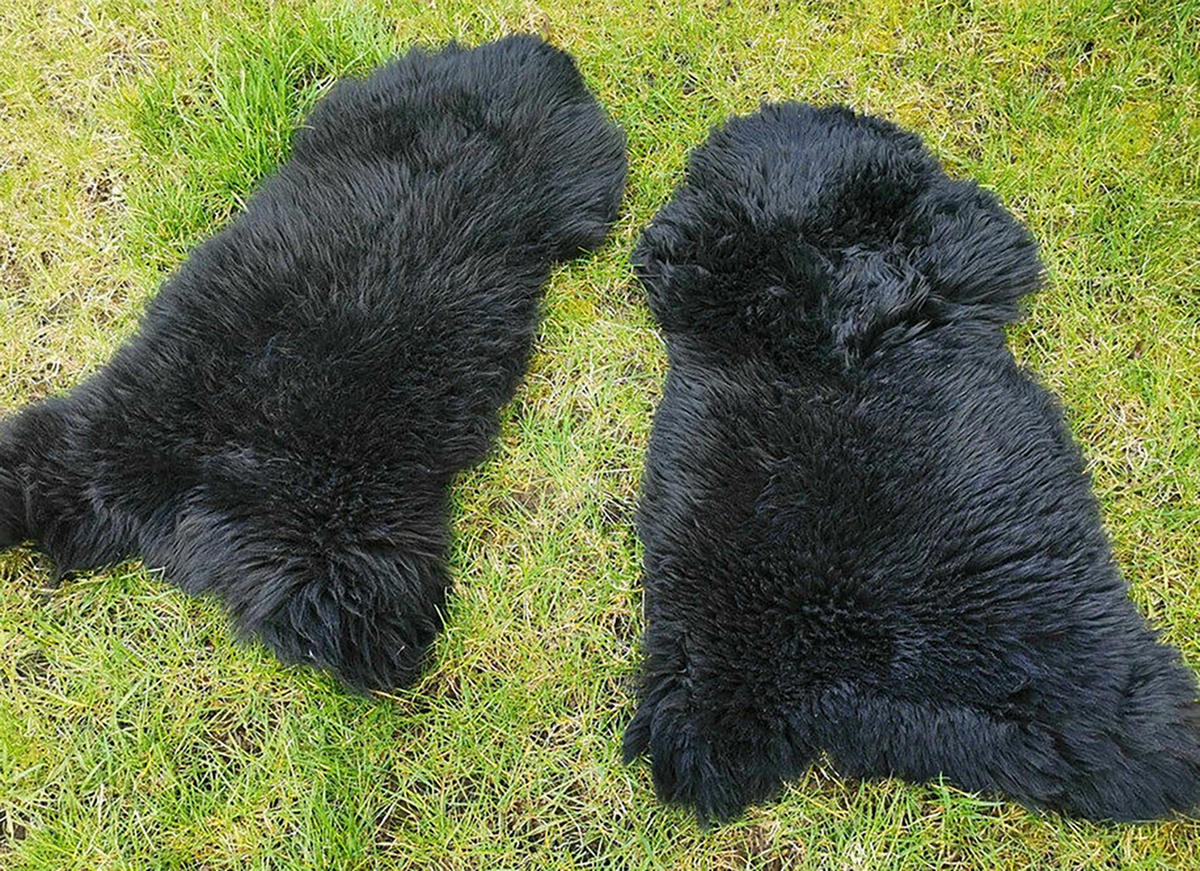 LAMMFELL Öko bunt gefärbt weich Fell Teppich Anthrazit ca. 90 cm - Schwarz, Fell (50/90cm) - Provellus