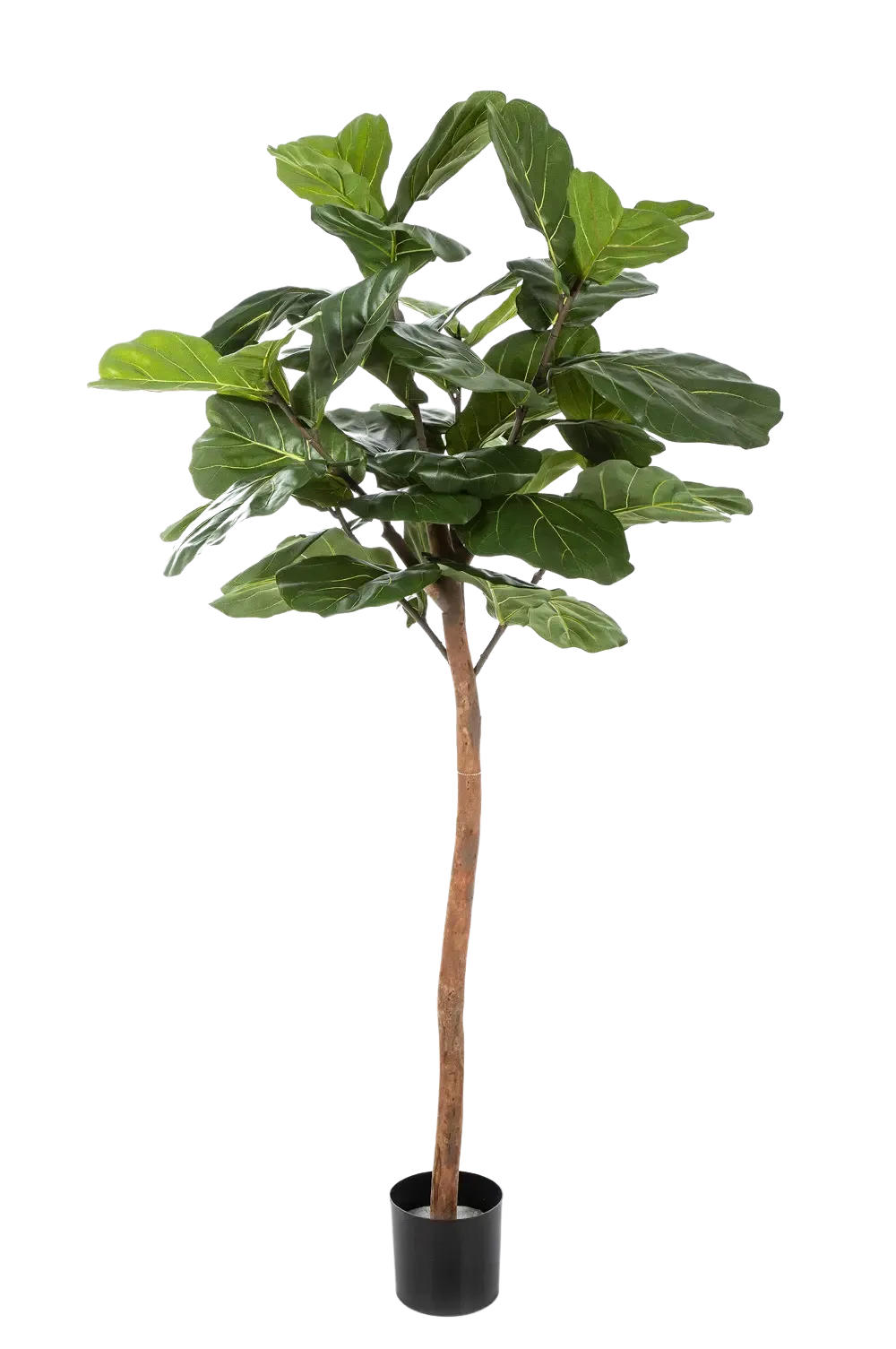 KÜNSTLICHE Geigenfeige - Leni 170 cm - Grün, Kunststoff (170cm) - aplanta