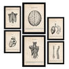POSTER Set Mit 6 Anatomie Gehirn, Muskeln, Knochen Größe A3 & A4 Schwarzer Rahmen - Schwarz, Papier (29.7/1cm) - Nacnic