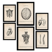 POSTER Set Mit 6 Anatomie Gehirn, Muskeln, Knochen Größe A3 & A4 Schwarzer Rahmen - Schwarz, Papier (29.7/1cm) - Nacnic
