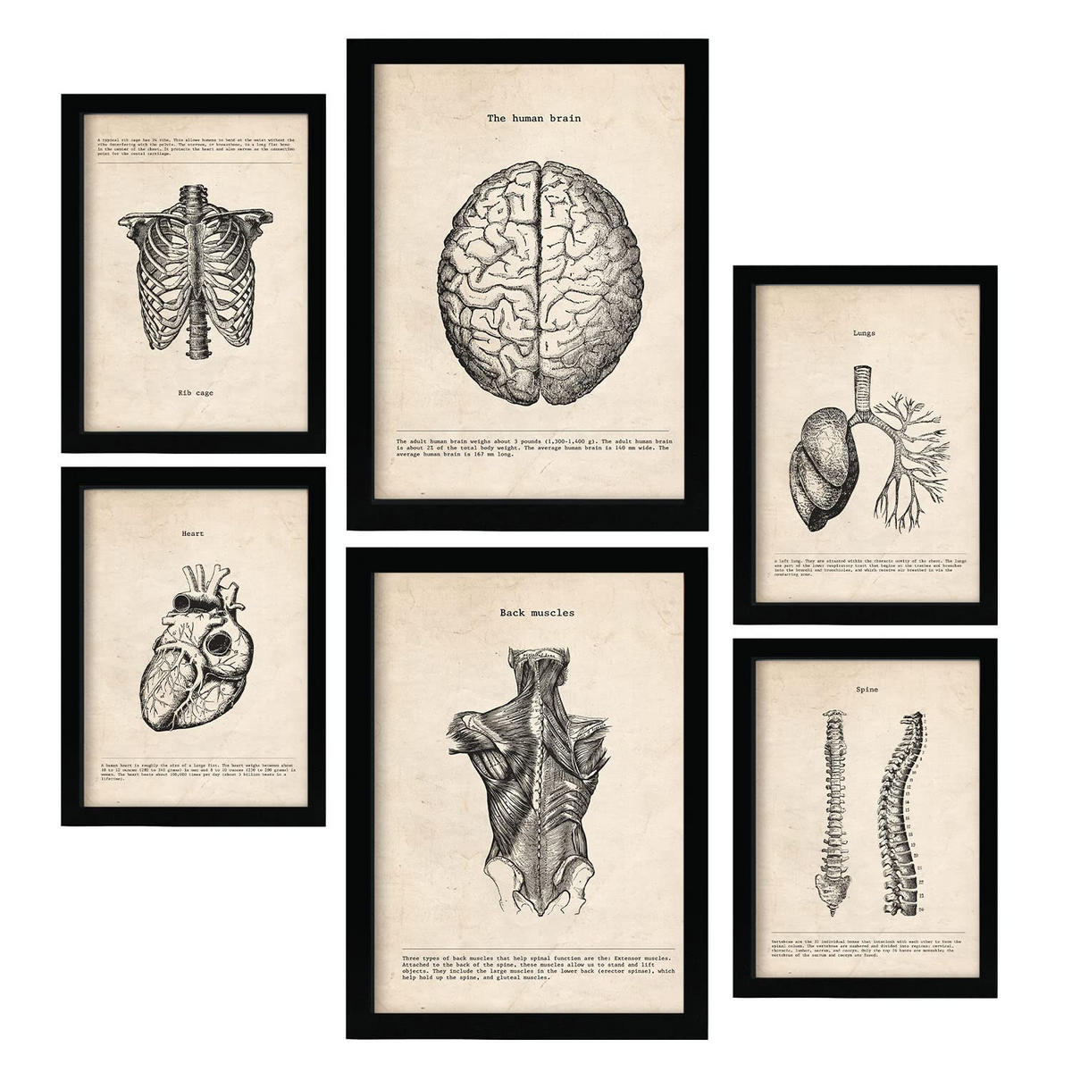 POSTER Set Mit 6 Anatomie Gehirn, Muskeln, Knochen Größe A3 & A4 Schwarzer Rahmen - Schwarz, Papier (29.7/1cm) - Nacnic