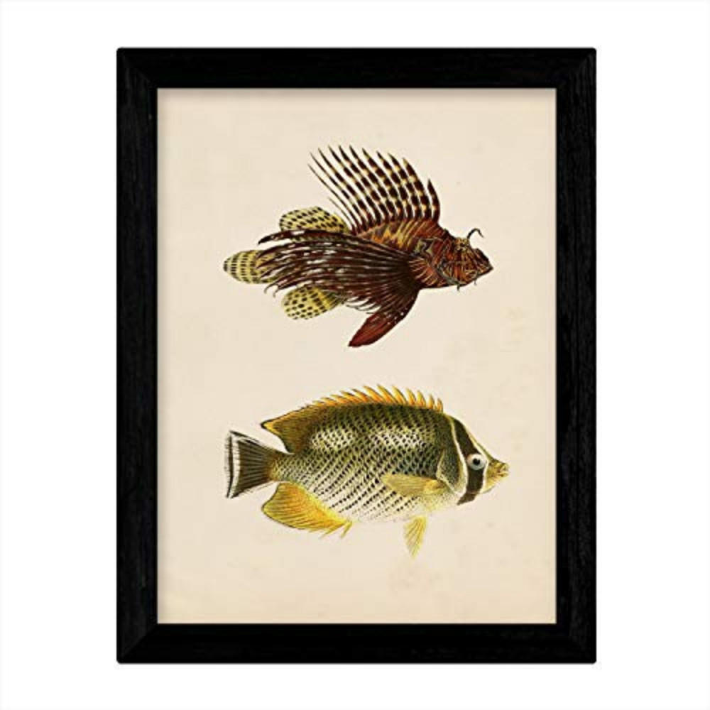 POSTER Fish – Vintage A4 Schwarzer Rahmen - Schwarz, Papier (29.7/5/21cm) - Nacnic