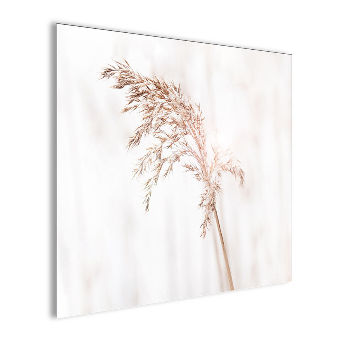 GLASBILD 30×30 cm Pampasgras - Beige, Glas (30/30cm) - artissimo