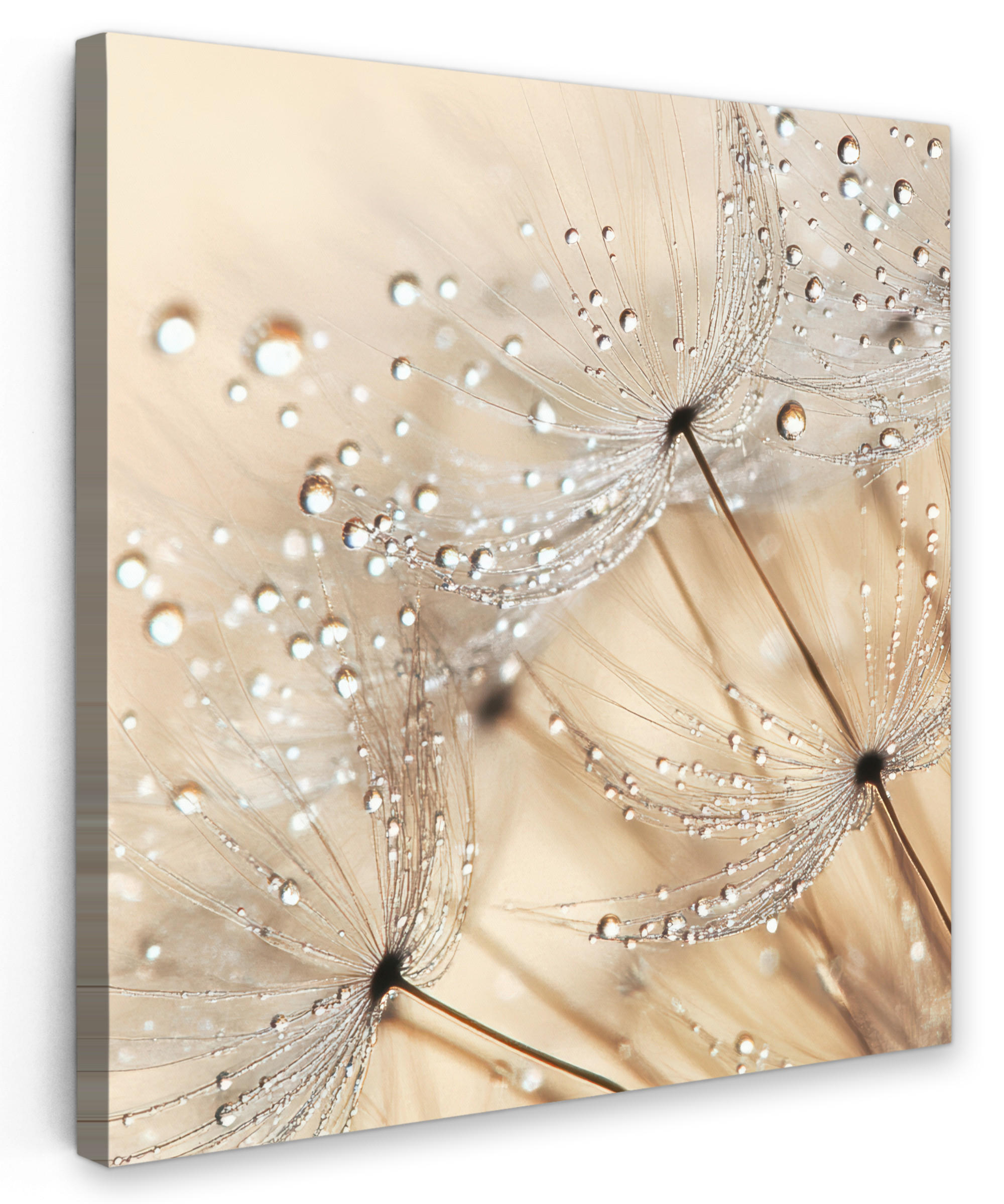 LEINWANDBILD Löwenzahn - Abstrakt - Natur - Beige 20x20 cm - Braun, Textil (20/20cm) - MuchoWow
