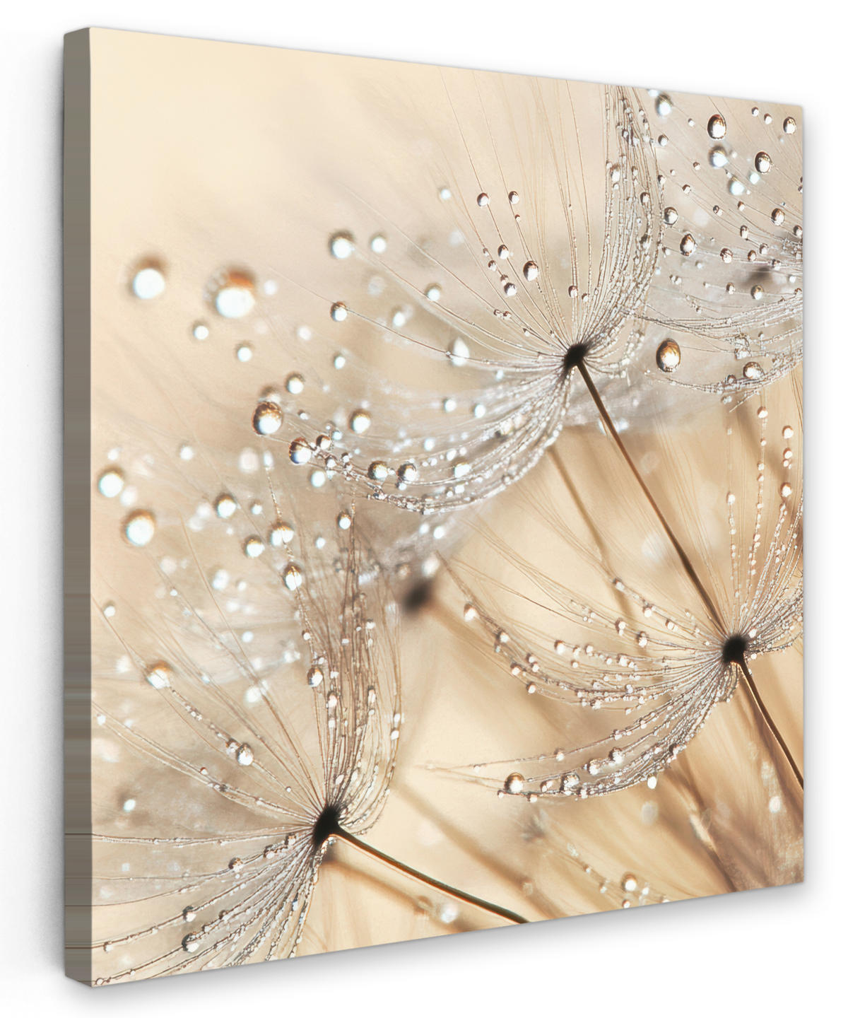 LEINWANDBILD Löwenzahn - Abstrakt - Natur - Beige 50x50 cm - Braun, Textil (50/50cm) - MuchoWow