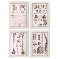 POSTER Set mit 4 Anatomieknochen, Händen, Madivula und Rücken A3 Weißer Rahmen - Weiß, Papier (29.7/3cm) - Nacnic
