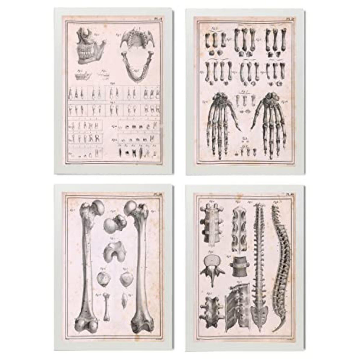 POSTER Set mit 4 Anatomieknochen, Händen, Madivula und Rücken A3 Weißer Rahmen - Weiß, Papier (29.7/3cm) - Nacnic