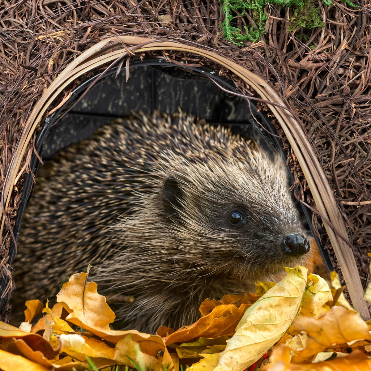 IGELHAUS - Dunkelbraun, Textil/Metall (32/21/48cm) - Relaxdays