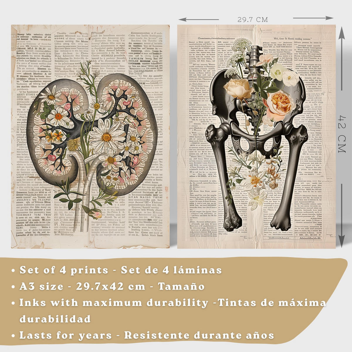 POSTER Set aus 4 Anatomie Drucke und Wandbilder mit Nieren Becken Knochen Hüfte Rippen Wirbelsäule Schädel Antiker Buch Stil Größe Weißer Rahmen A3 - Weiß, Papier (29.7/42/3cm) - Nacnic