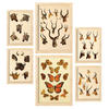 POSTER Set Mit 6 Tiere In Vintage A3 & A4 Rahmen Aus Hellem Holz - Beige, Papier (29/3cm) - Nacnic