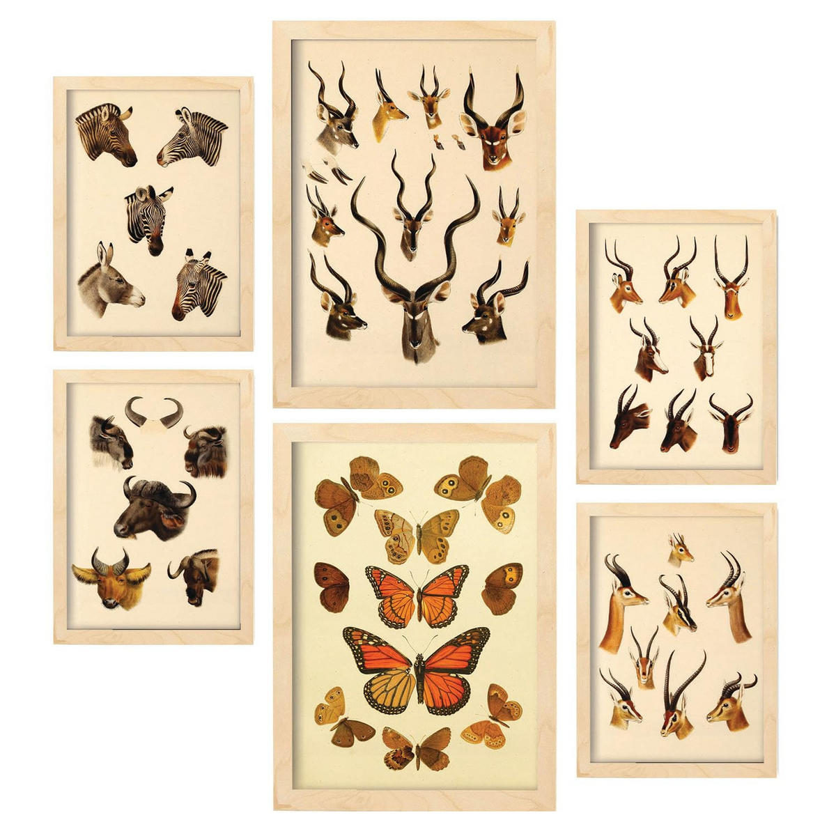 POSTER Set Mit 6 Tiere In Vintage A3 & A4 Rahmen Aus Hellem Holz - Beige, Papier (29/3cm) - Nacnic