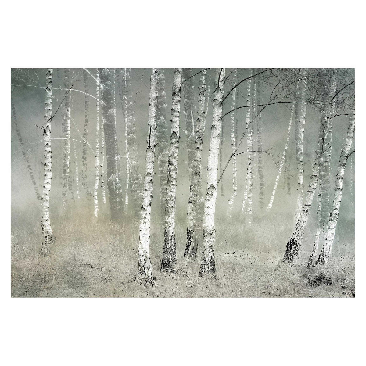 FOTOTAPETE Ruhender Birkenwald 336/225 cm - Grau, Papier (336/225cm) - Bilderwelten