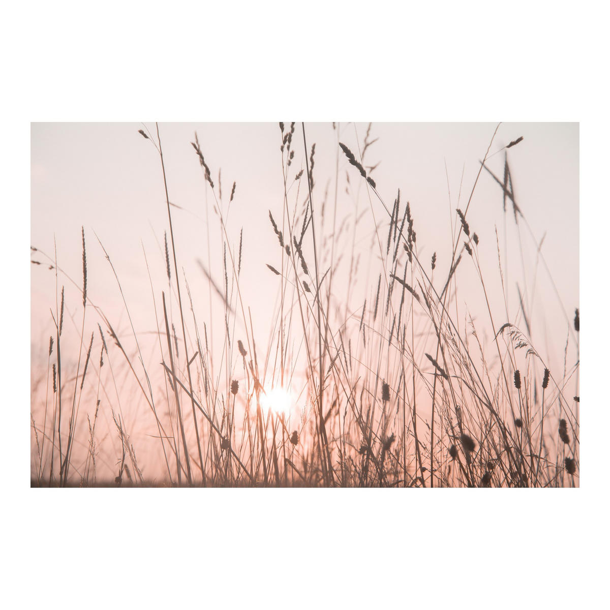 FOTOTAPETE Ein traumhafter Sommerabend 288/190 cm - Eichefarben, Papier (288/0.1cm) - Bilderwelten