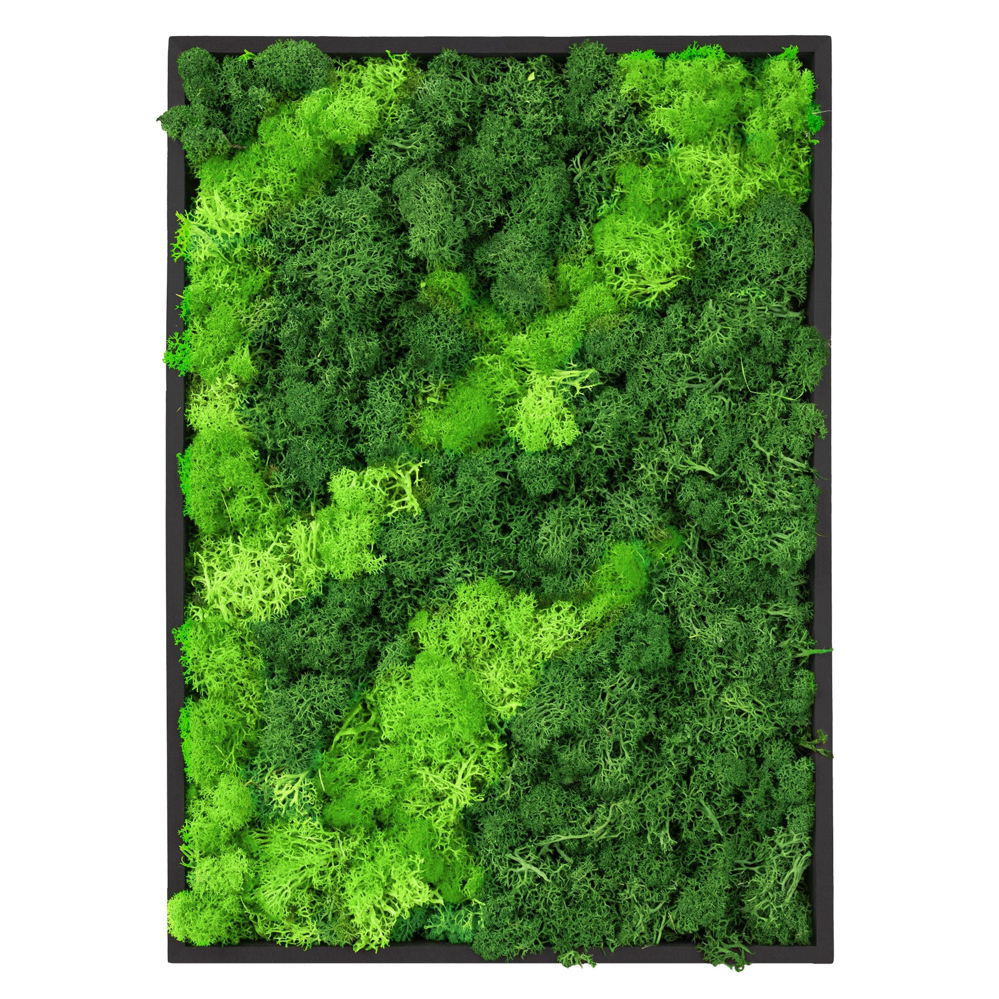 ECD-Germany Moosbild Hellgrün 27x38x3.5 cm