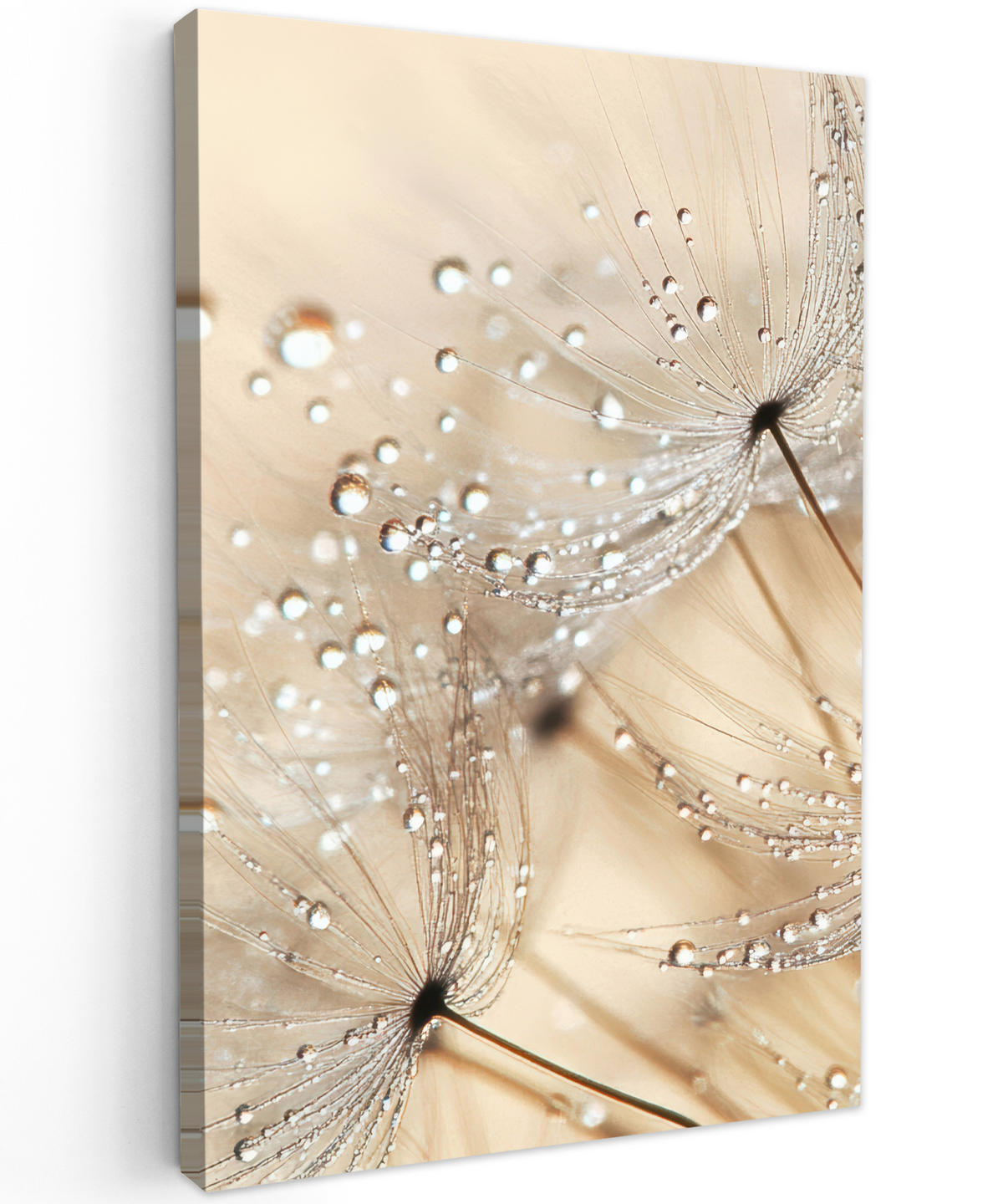 LEINWANDBILD Löwenzahn - Abstrakt - Natur - Beige 90x140 cm - Braun, Textil (90/140cm) - MuchoWow