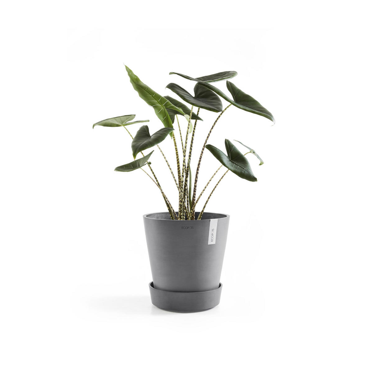 RÄDER für Blumentopfuntertassen 51/51/10,1 cm Grau - Grau, Kunststoff (51/10.1cm) - Ecopots