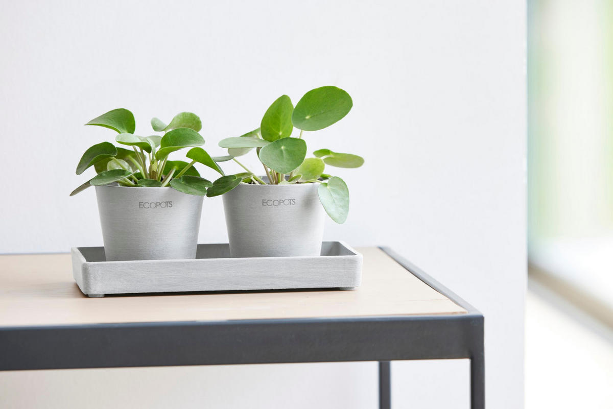 PRÄSENTATIONSPLATTE 20/2,5 cm Hellgrau - Hellgrau, Kunststoff (20/2.5cm) - Ecopots