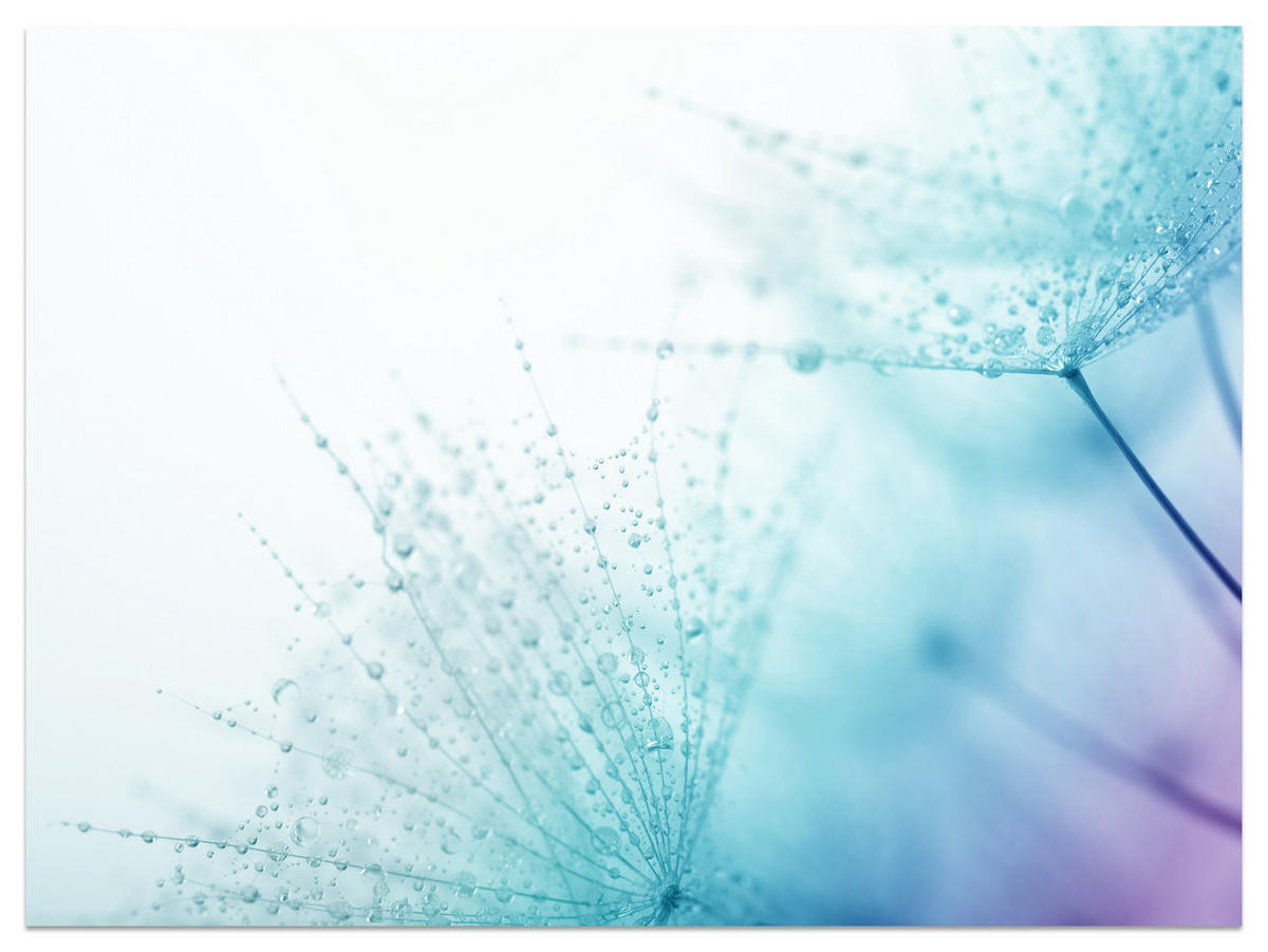 FOTOTAPETE für Badezimmer Leuchtende Löwenzahnblüten Wassertropfen Blau 150x105 - Türkis/Blau, Papier (150/105cm) - Muralo