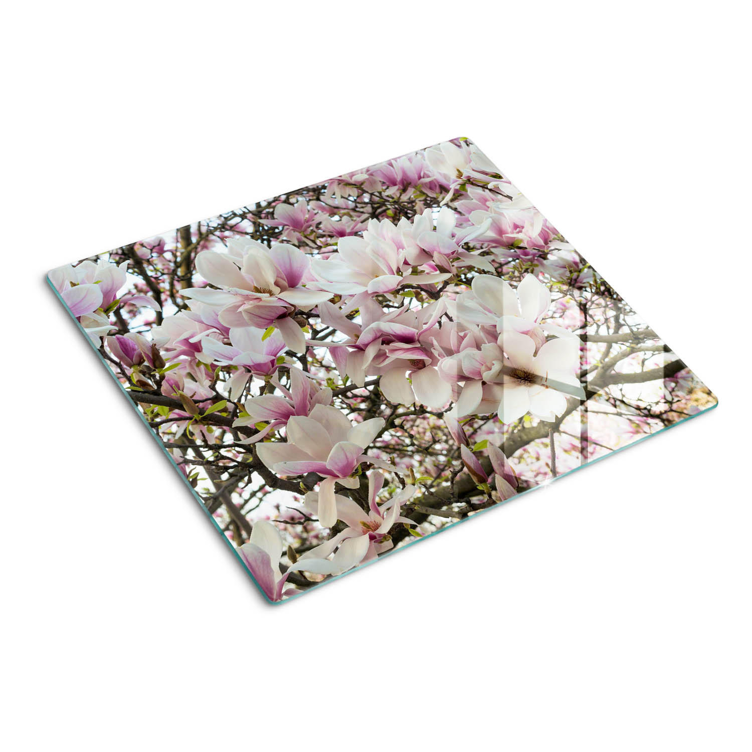 GLASPLATTE 60x52 cm Magnolienblüten - Weiß, Glas (60/0.4/52cm) - TULUP