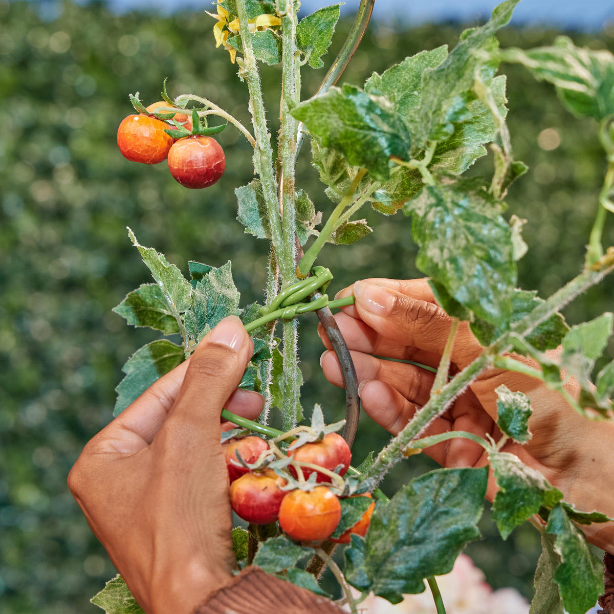 BINDESCHLAUCH - Grün, Kunststoff (0.3cm) - Relaxdays