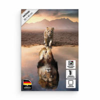 LEINWANDBILD Lion Reflection 30x40 cm - Weiß, Papier (30/2cm) - Hustling Sharks