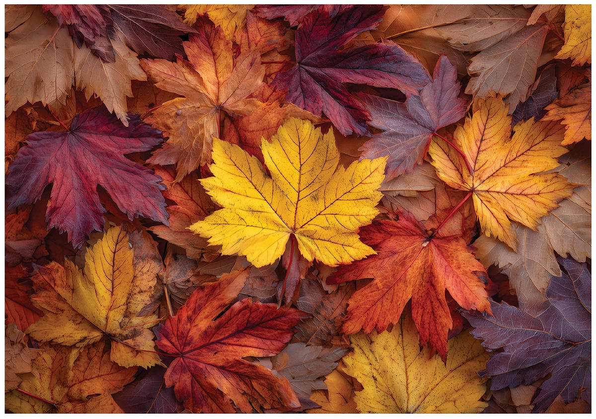 FOTOTAPETE Blätter Natur Bunt 150x105 cm - Multicolor, Papier (150/105cm) - Wallarena