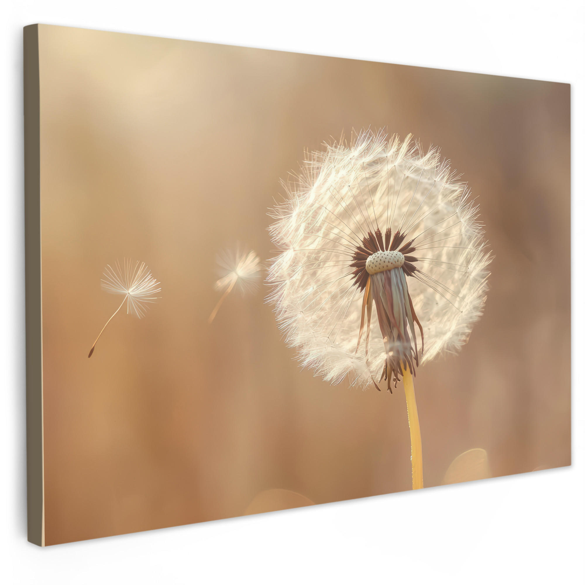 LEINWANDBILD Löwenzahn - Beige - Natur - Blume XXL 150x100 cm - Hellbraun, Textil (150/100cm) - MuchoWow