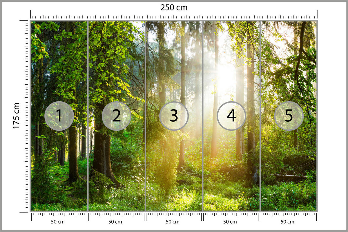 FOTOTAPETE für Wohnzimmer Sonniger Wald Bäume Pflanzen Natur Gras 250x175 - Multicolor, Papier (250/175cm) - Muralo