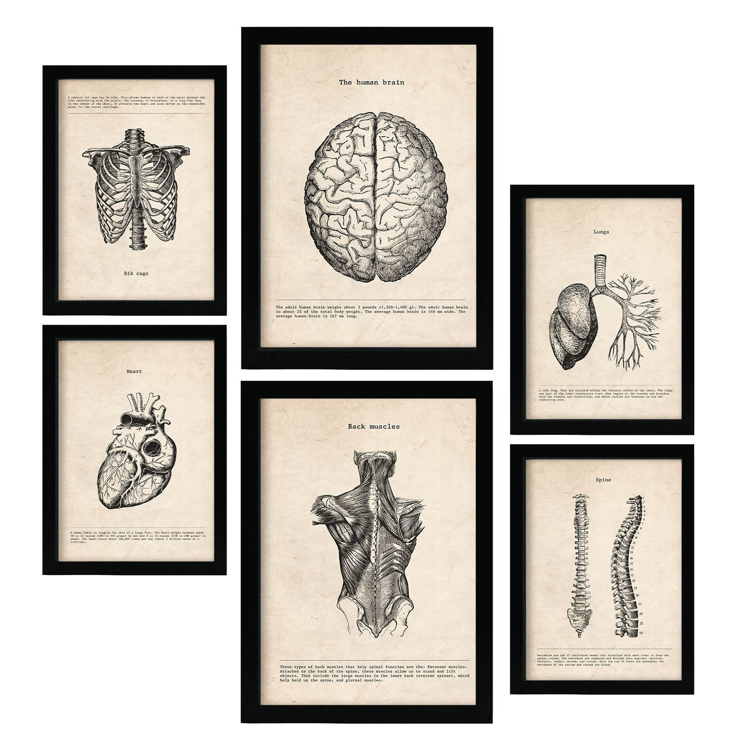 POSTER Set Mit 6 Oberkörper Medizinische Illustrationen Im Vintage Stil Von Anatomie, Körperteilen, Knochen Und Muskeln A3 & A4 Rahmenlos - Klar, Papier (29/3cm) - Nacnic