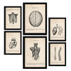 POSTER Set Mit 6 Oberkörper Medizinische Illustrationen Im Vintage Stil Von Anatomie, Körperteilen, Knochen Und Muskeln A3 & A4 Rahmenlos - Klar, Papier (29/3cm) - Nacnic