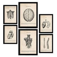 POSTER Set Mit 6 Oberkörper Medizinische Illustrationen Im Vintage Stil Von Anatomie, Körperteilen, Knochen Und Muskeln A3 & A4 Schwarzer Rahmen - Schwarz, Papier (29/3cm) - Nacnic
