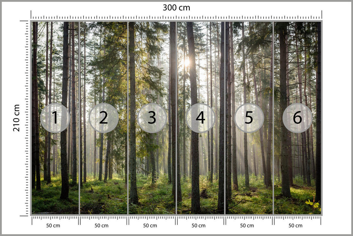 FOTOTAPETE für Wohnzimmer WALD Sonnenaufgang Moos Bäume Grün 300x210 - Braun/Grau, Papier (300/210cm) - Muralo