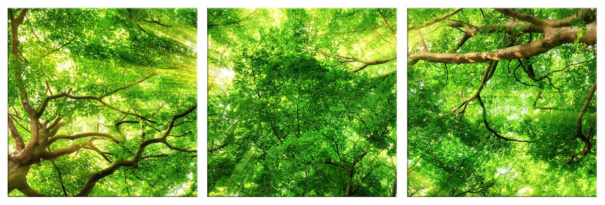 ARTISSIMO Glasbild mehrteilig 150x50cm Bild aus Glas 3-Teiler Wandbild Wald grün - Braun, Glas (150/50cm) - artissimo