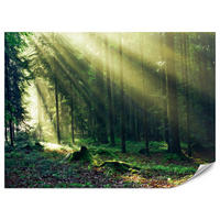 FOTOTAPETE für Schlafzimmer Sonnenaufgang Wald Bäume Moos 250x175 - Gelb/Braun, Papier (250/175cm) - Muralo