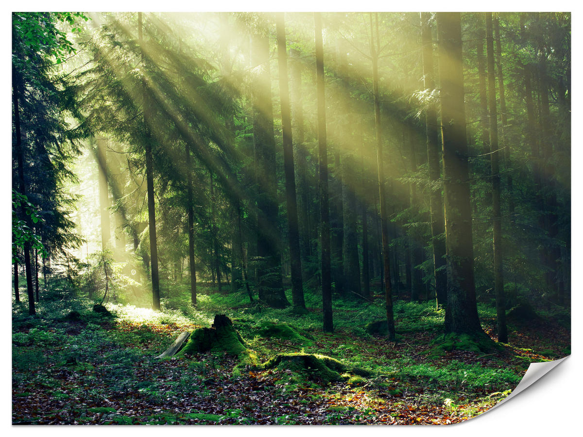 FOTOTAPETE für Schlafzimmer Sonnenaufgang Wald Bäume Moos 250x175 - Gelb/Braun, Papier (250/175cm) - Muralo