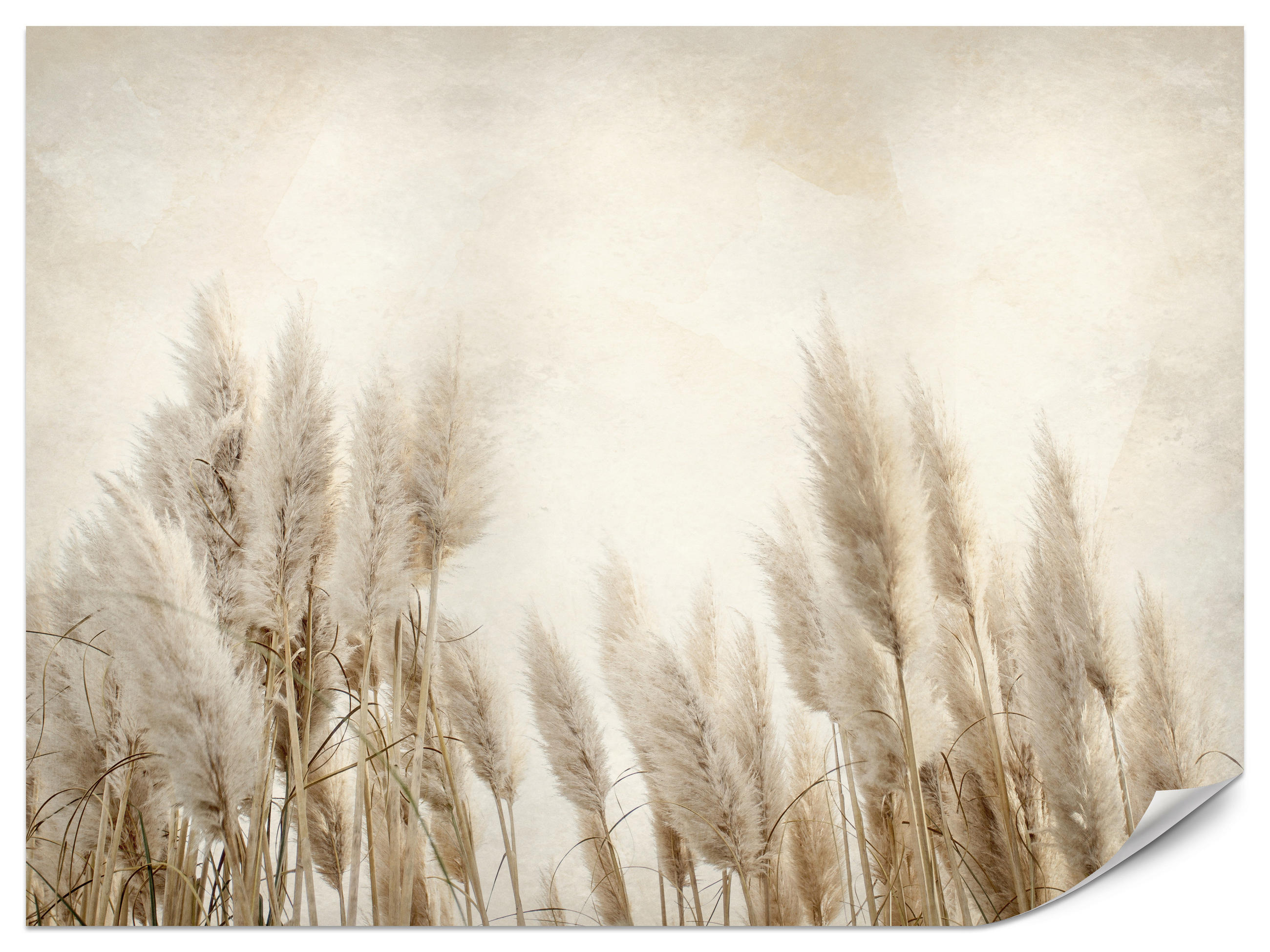 FOTOTAPETE für Schlafzimmer Boho Pampasgras Beton Pflanzen Vintage 250x175 - Beige/Braun, Papier (250/175cm) - Muralo