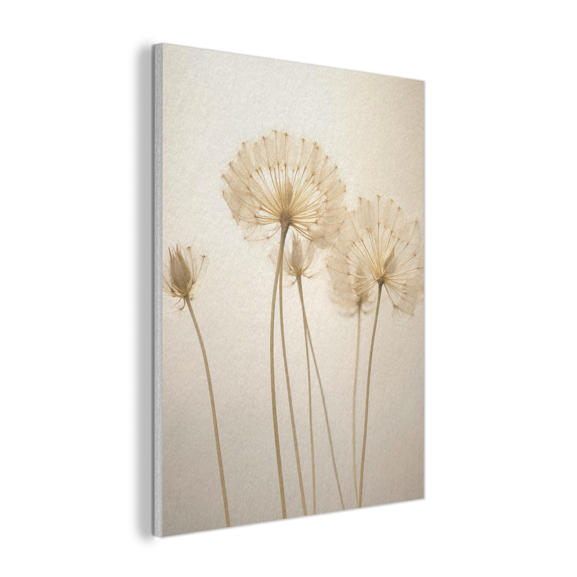 AKUSTIKPANEEL Sonnenlicht - Löwenzahn - Botanisch - Blumen 70x100 cm - Creme, Textil (70/0.9/100cm) - MuchoWow