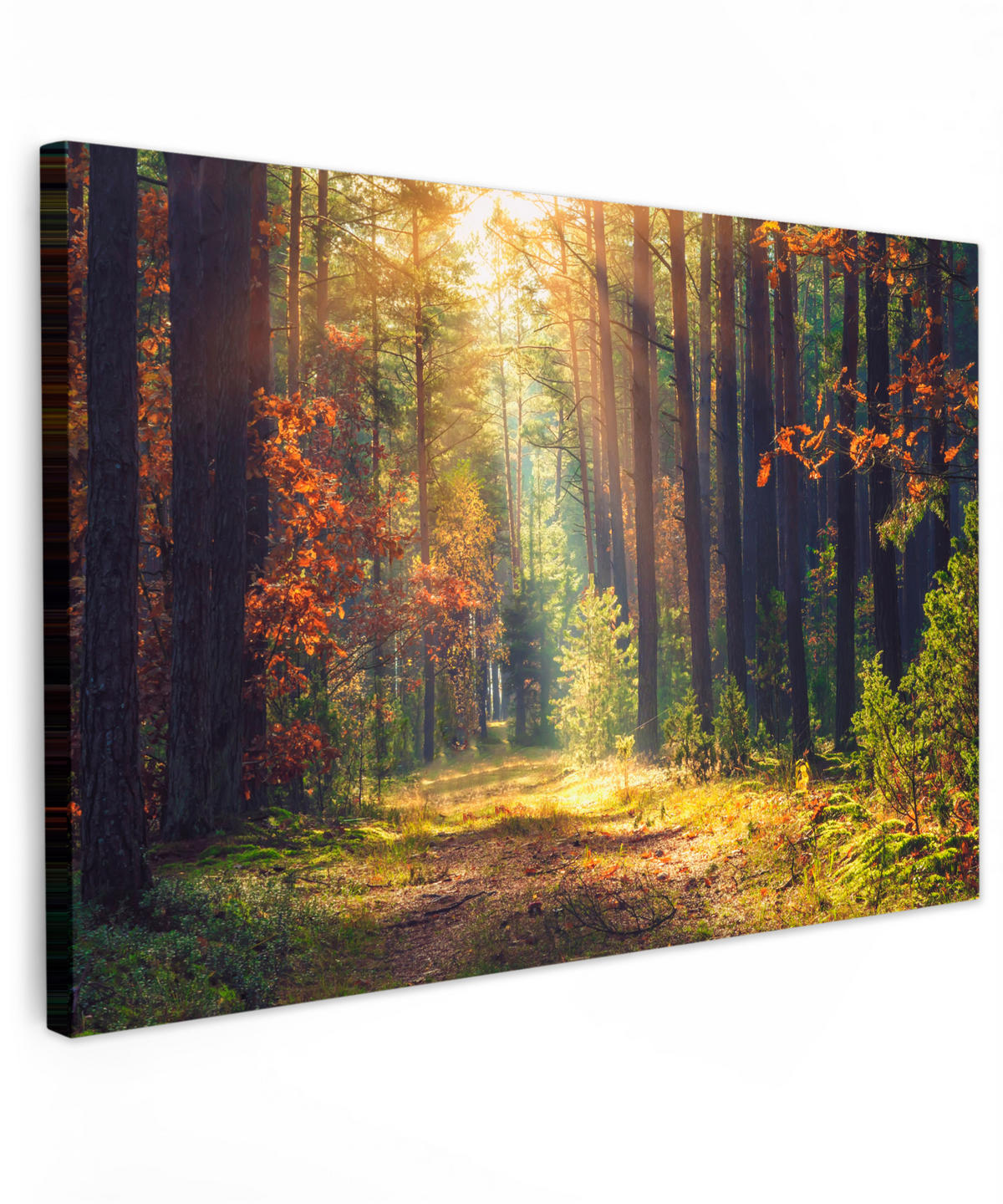 LEINWANDBILD Wald - Herbst - Bäume Wohnzimmer 120x80 cm - Dunkelgrün, Textil (120/80cm) - MuchoWow