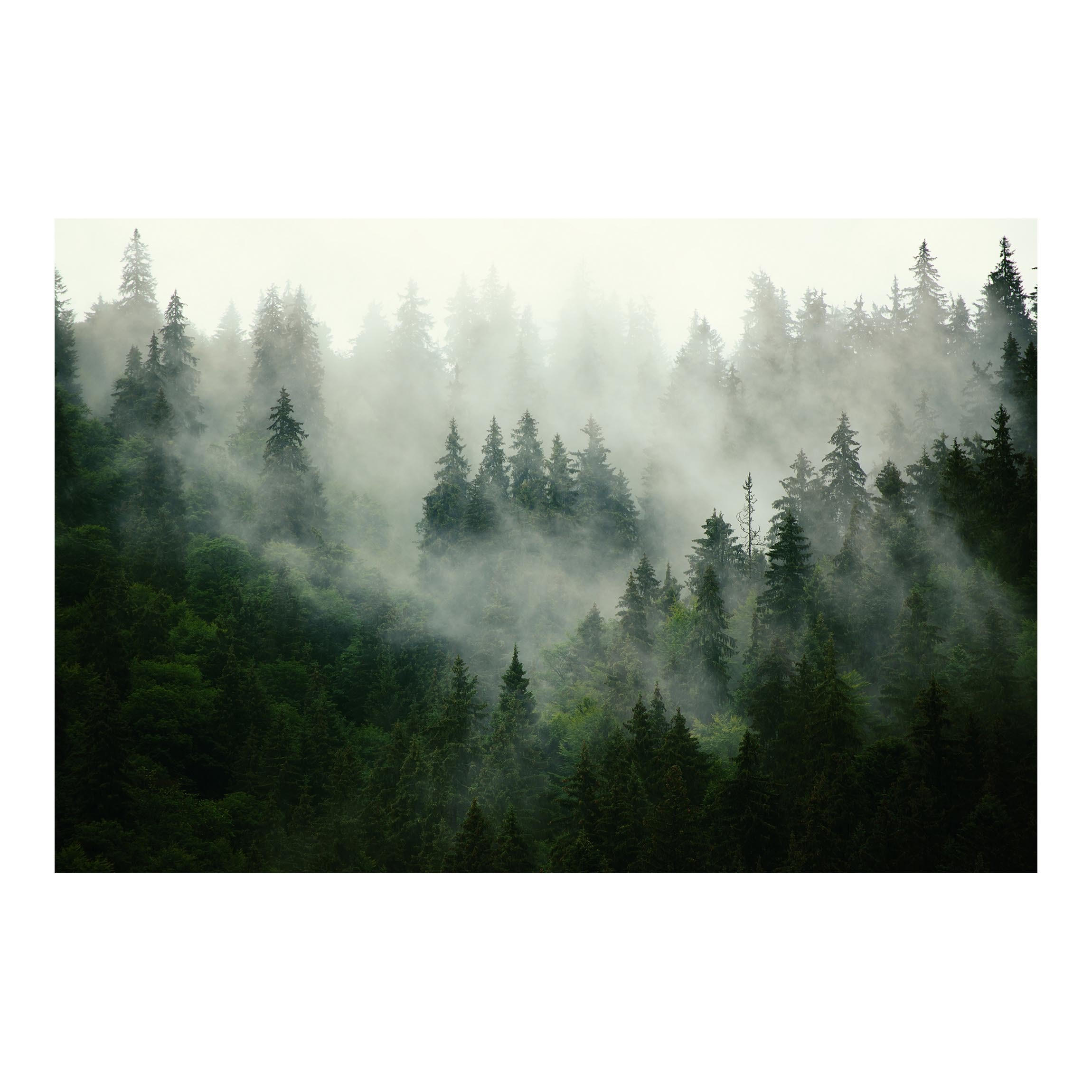 FOTOTAPETE Tiefgrüner Tannenwald im Nebel 384/255 cm - Grün, Papier (384/255cm) - Bilderwelten