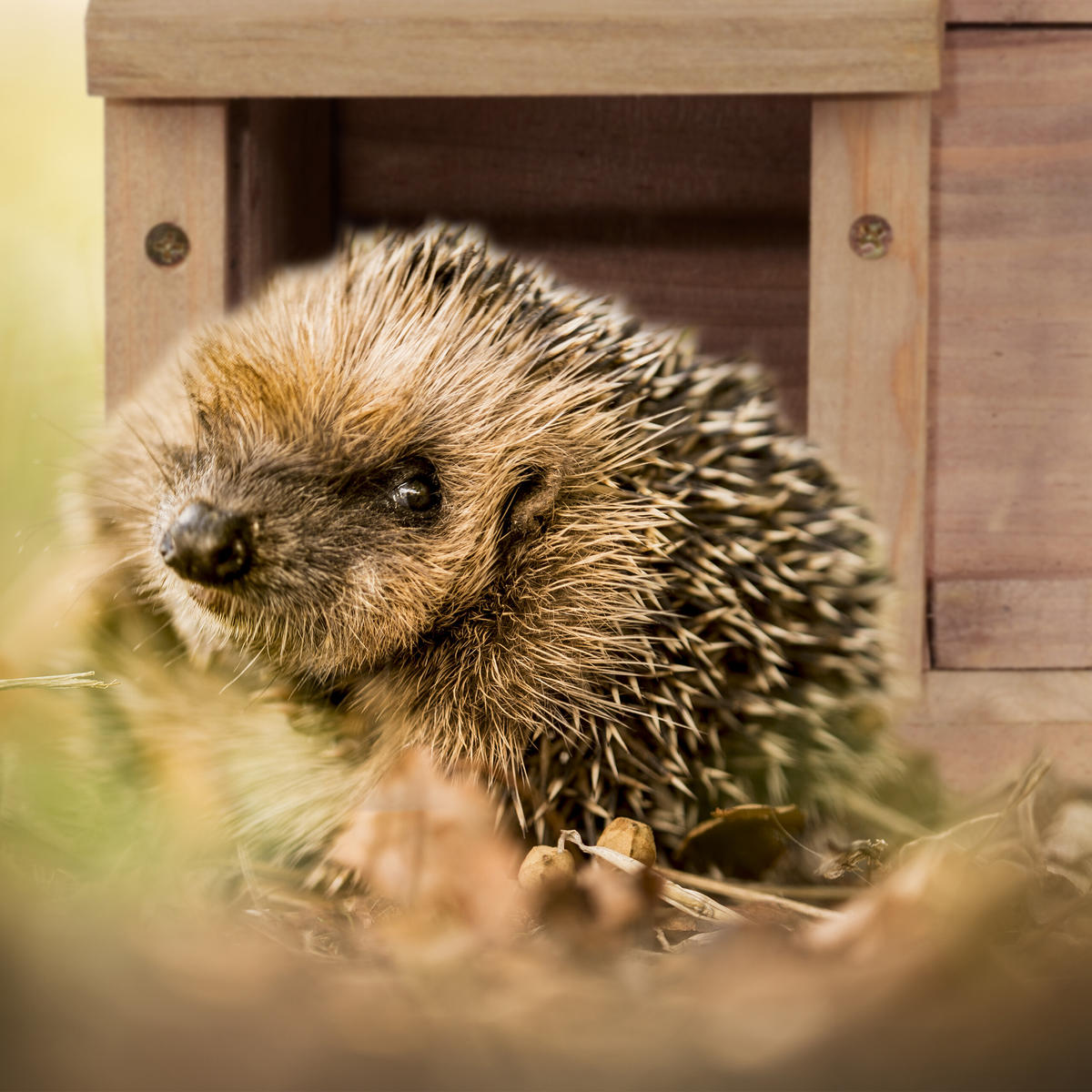 IGELHAUS - Hellbraun, Holz/Kunststoff (40/30/34cm) - Relaxdays