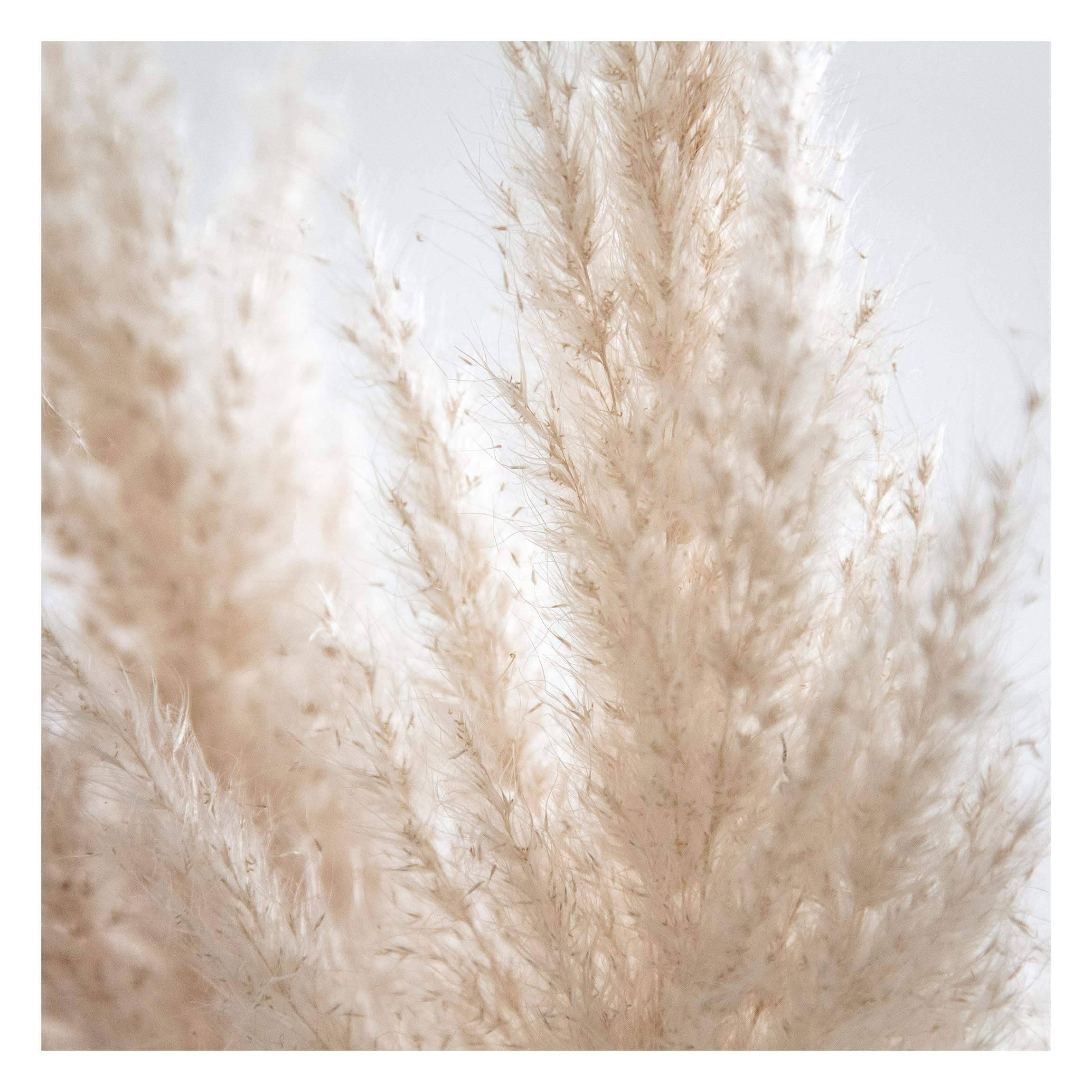 FOTOTAPETE Zartes Pampasgras Close Up 288/288 cm - Eichefarben, Papier (288/288cm) - Bilderwelten