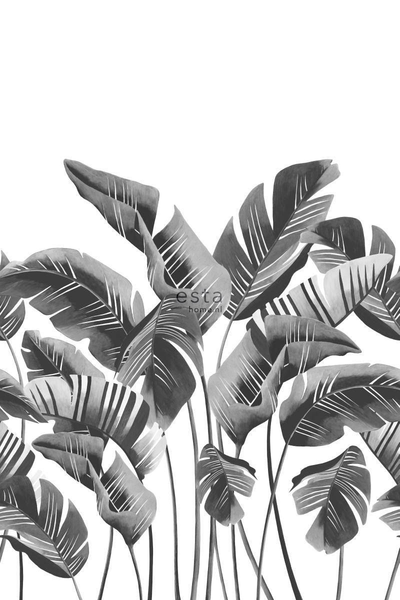 FOTOTAPETE große Bananenblätter 200 x 279 cm - Schwarz, Papier (200/279cm) - ESTAhome