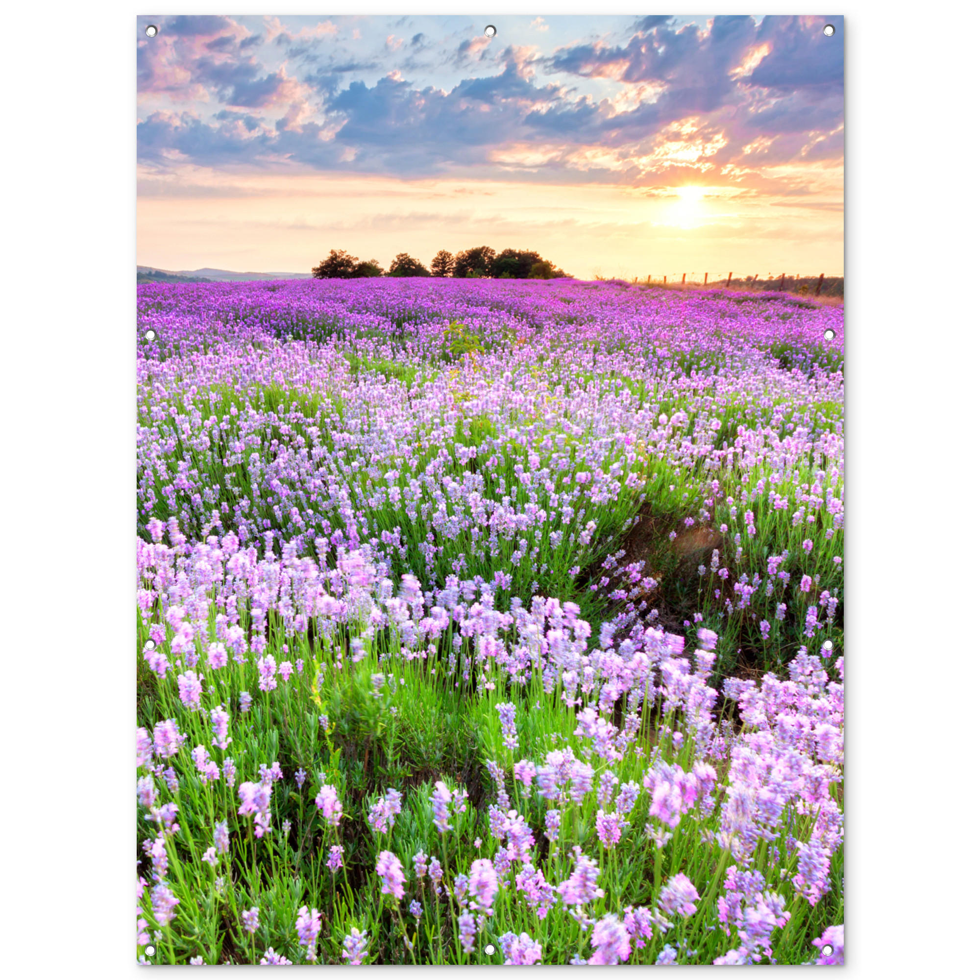 GARTENPOSTER Blumen - Lavendel - Lila - Himmel - Sonnenuntergang - Wiese - Natur 120x160 cm - Flieder, Kunststoff (120/160/0.2cm) - OnlyWow