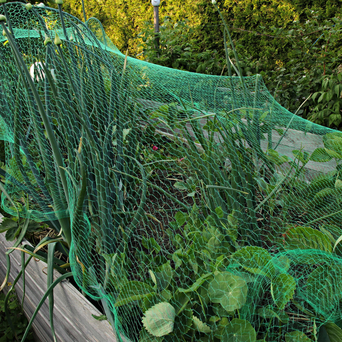 3xVOGELNETZ - Grün, Kunststoff (1000/400cm) - Relaxdays