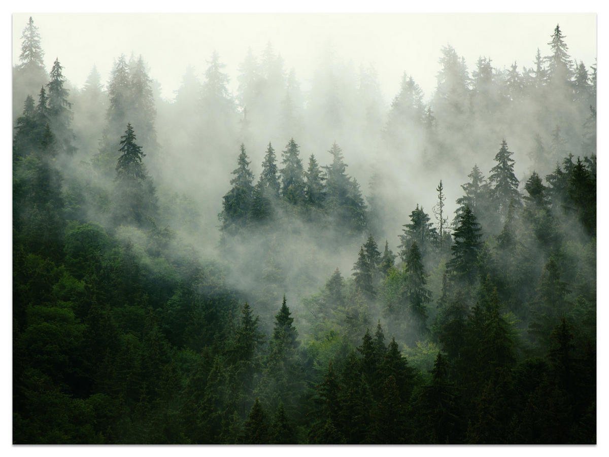 FOTOTAPETE Wald im Nebel Natur Landschaft 3D 450x315 - Grau/Grün, Papier (450/315cm) - Muralo
